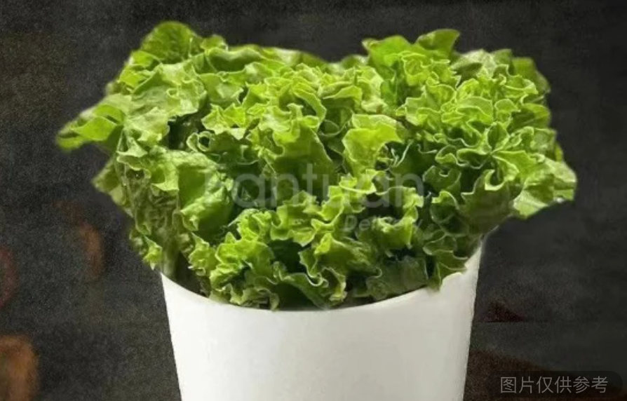 大葉生菜