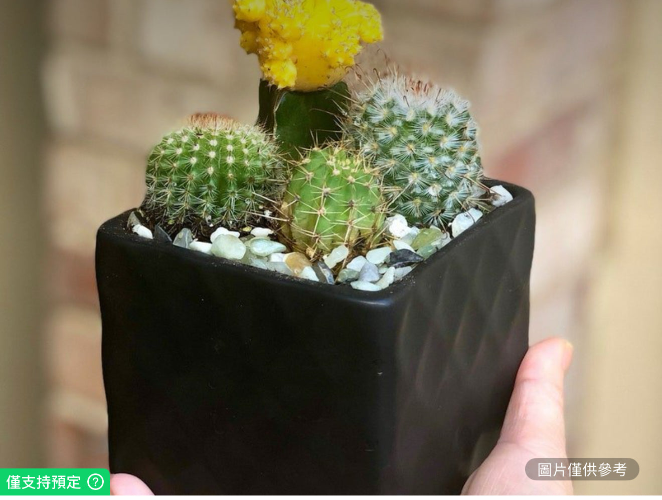 活仙人掌花園