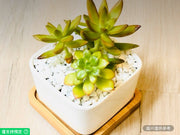 活盆栽黃色多肉植物
