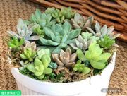 白色烤碗中4英吋鮮活多肉植物