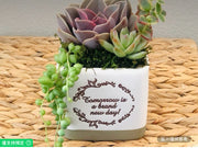 陶瓷立方體花盆鮮活多肉植物