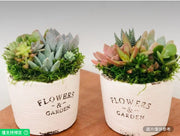 活體混合多肉植物