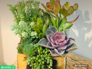 金色陶瓷盆多彩多肉組合