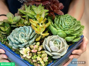 8英吋陶瓷藍色方形花盆