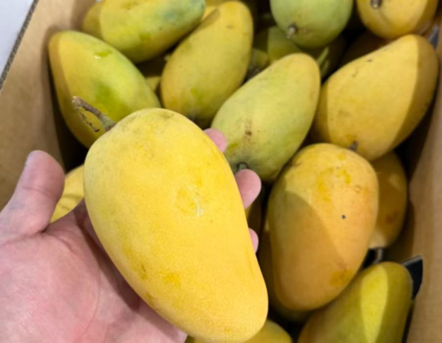 小台芒 1kg