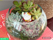玻璃盆招財貓多肉組合