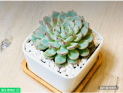 活盆栽藍色多肉植物