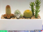 8英吋長方形仙人掌