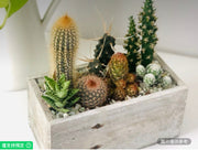 活體仙人掌佈置花園