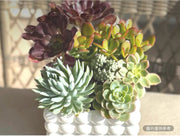 陶瓷白碗花盆多肉植物