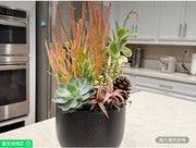 時尚活體多肉植物和火棒